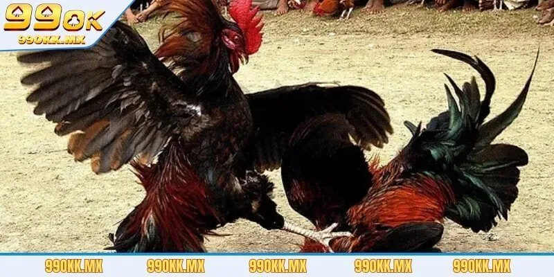 Sức hấp dẫn khó cưỡng của soi kèo đá gà online